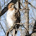 Red-tailed Hawk Looking
