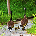 A Family Stroll